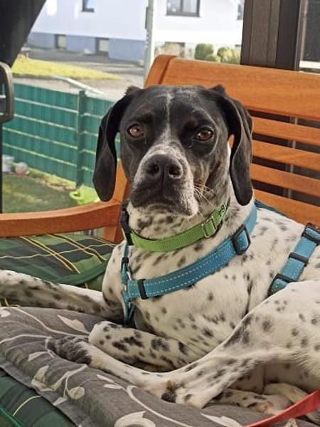 Areti sucht ein Zuhause