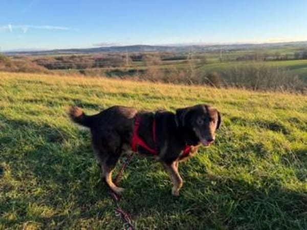 COPER -lieber, gutmütiger Rüde-