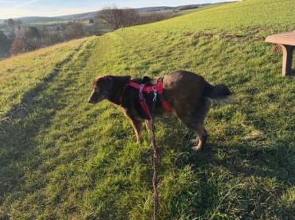 COPER -lieber, gutmütiger Rüde-