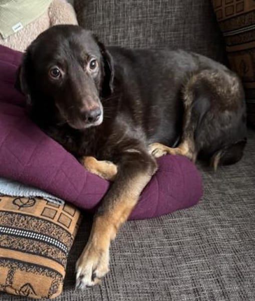 COPER -lieber, gutmütiger Rüde-