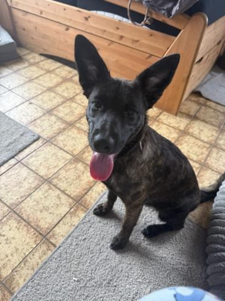 MARCY - total freundlich und lernwillig