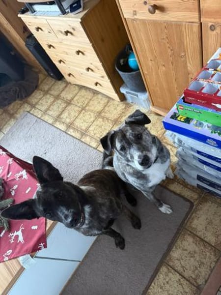 MARCY - total freundlich und lernwillig