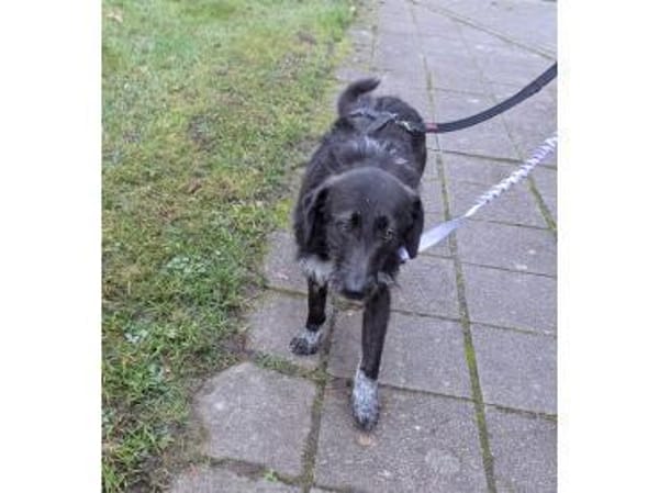 Livy - wartet in 76227 Karlsruhe