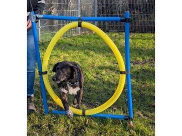 Livy - wartet in 76227 Karlsruhe