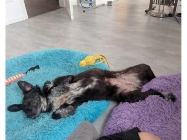 Livy - wartet in 76227 Karlsruhe