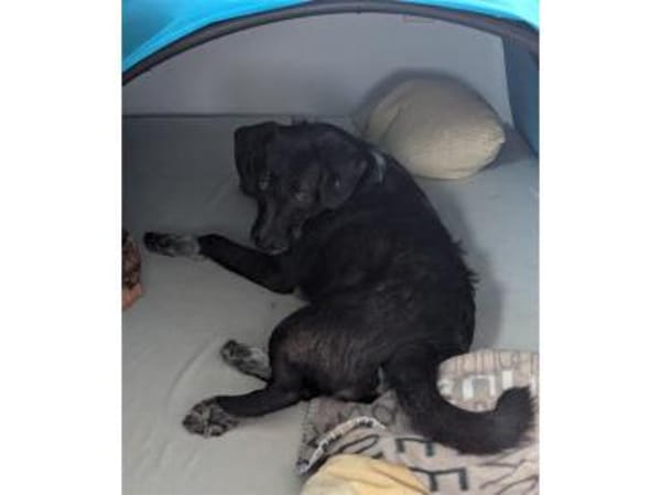 Livy - wartet in 76227 Karlsruhe