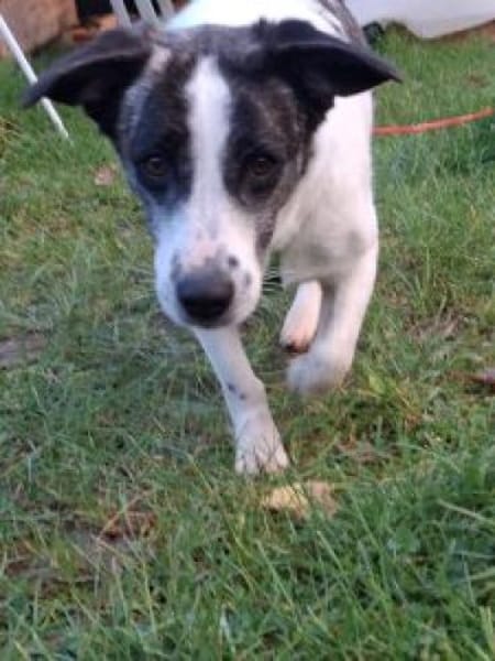 Bebo  40 cm (Pflegestelle)