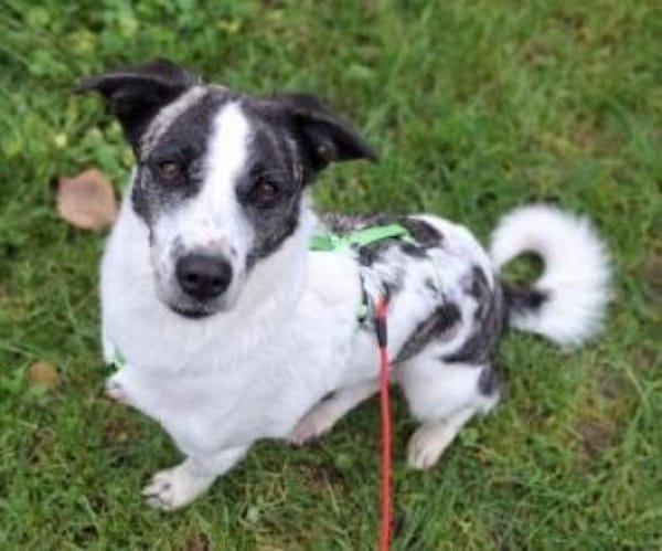 Bebo  40 cm (Pflegestelle)