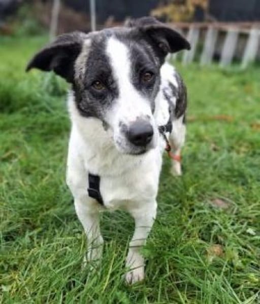 Bebo  40 cm (Pflegestelle)