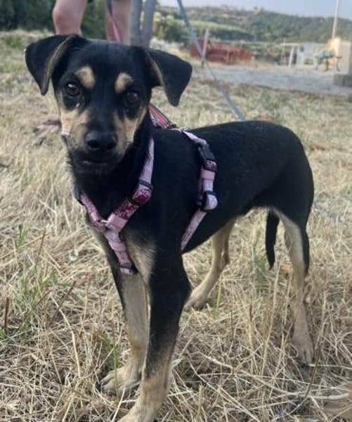 Phil, geb. ca. 12/2024, 53879 Euskirchen