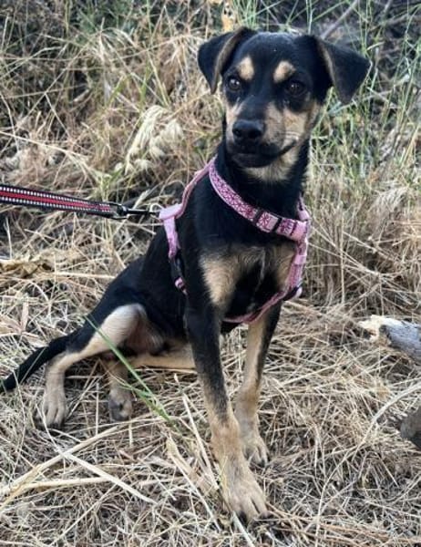 Phil, geb. ca. 12/2024, 53879 Euskirchen