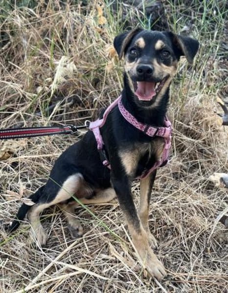 Phil, geb. ca. 12/2024, 53879 Euskirchen