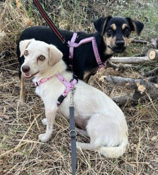 Phil, geb. ca. 12/2024, 53879 Euskirchen