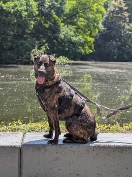 Rosa - eine treue Seele