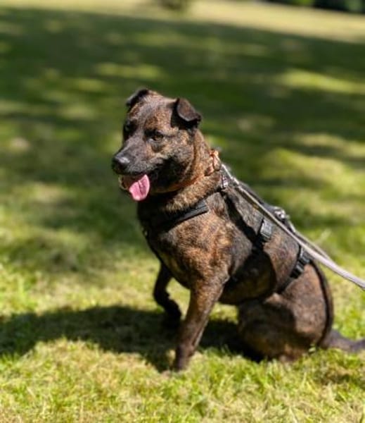 Rosa - eine treue Seele