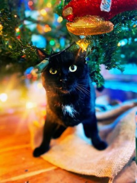 Lamborghini auf der Suche nach Liebe!