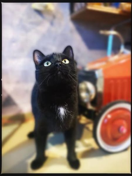 Lamborghini auf der Suche nach Liebe!