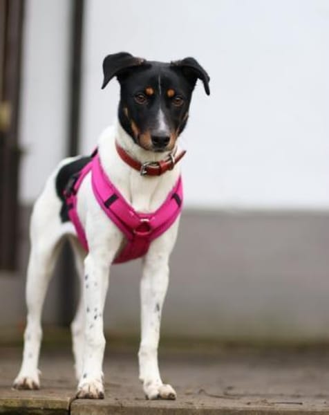 BRISA ❤ kleine Frohnatur, Immenhausen