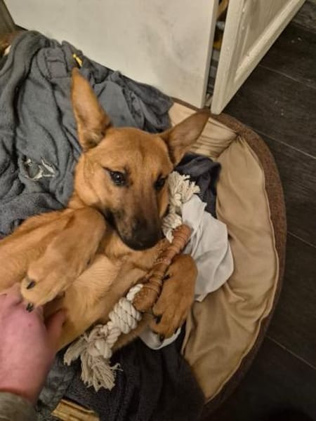 Jette - die fröhliche Maus 🐾