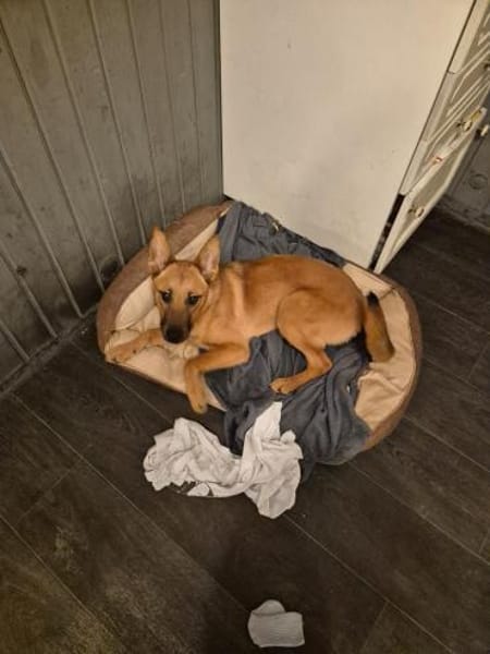 Jette - die fröhliche Maus 🐾