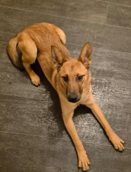 Jette - die fröhliche Maus 🐾