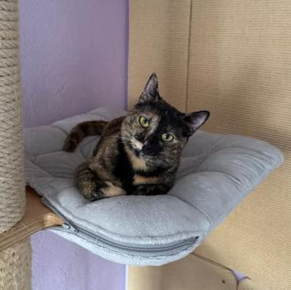 Wirbelwind Salsa sucht ein Zuhause