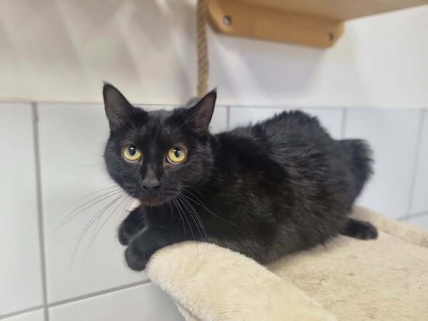 PANTHERE (en cours d'adoption)