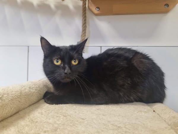 PANTHERE (en cours d'adoption)