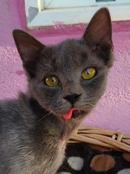 Junger, süßer Kater Tom