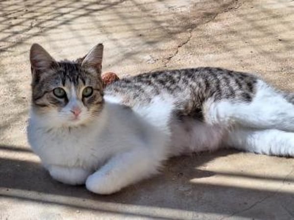 Freundliche, sanfte Katze Praga