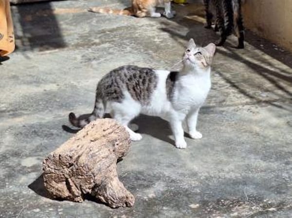 Freundliche, sanfte Katze Praga