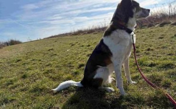 Hazel sucht eine neue Familie