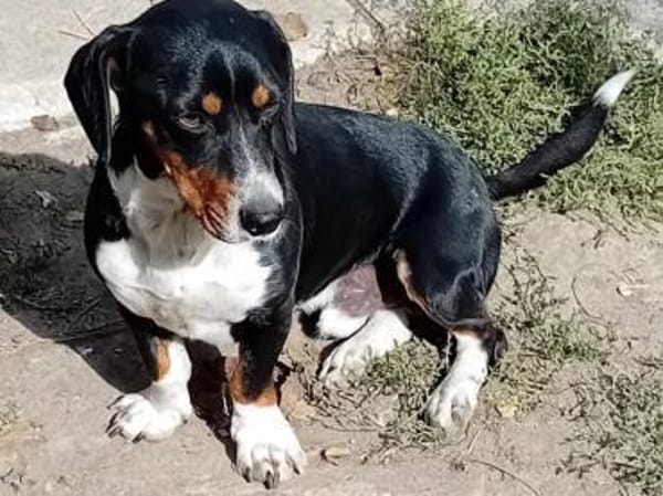 Liebenswerter Mogyo sucht euch