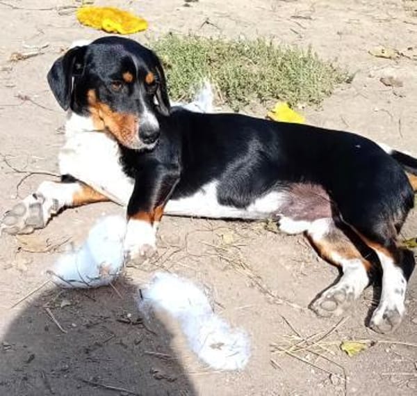 Liebenswerter Mogyo sucht euch