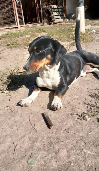 Liebenswerter Mogyo sucht euch