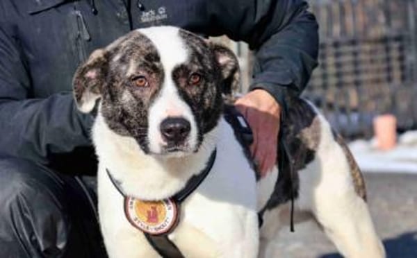 Schenkst du dem tollen Nuca dein Herz?