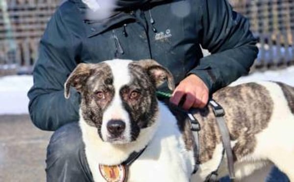 Schenkst du dem tollen Nuca dein Herz?