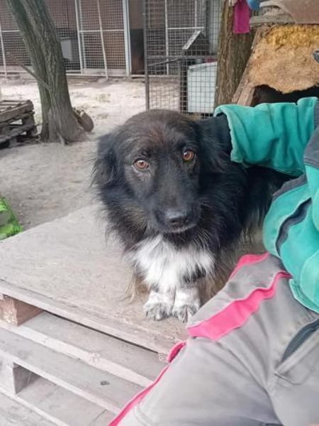 Charmanter Bobi sucht Familie