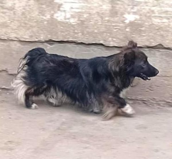 Charmanter Bobi sucht Familie