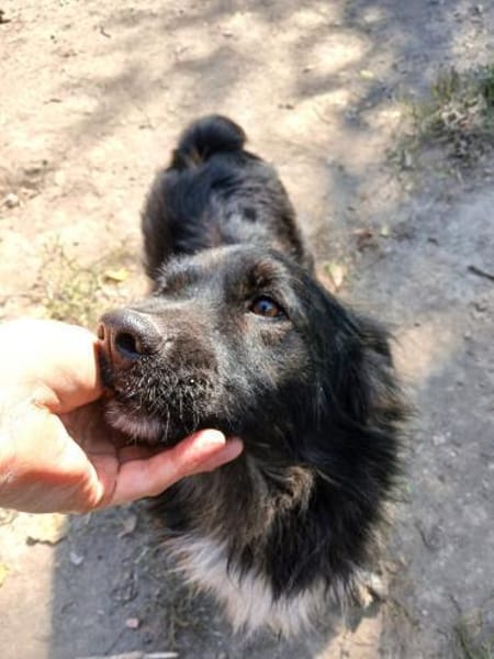 Charmanter Bobi sucht Familie