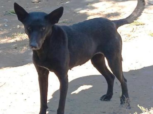 Verschmuste Vanda sucht euch