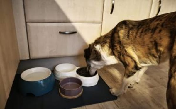 Hübsche Coccinelle sucht Familie