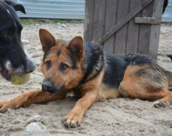 Schenkst du LOLEK ein neues Leben?