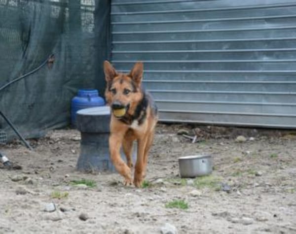 Schenkst du LOLEK ein neues Leben?