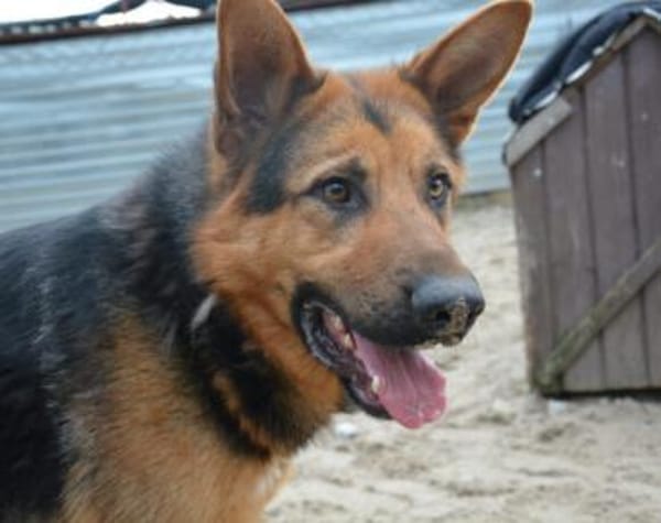 Schenkst du LOLEK ein neues Leben?