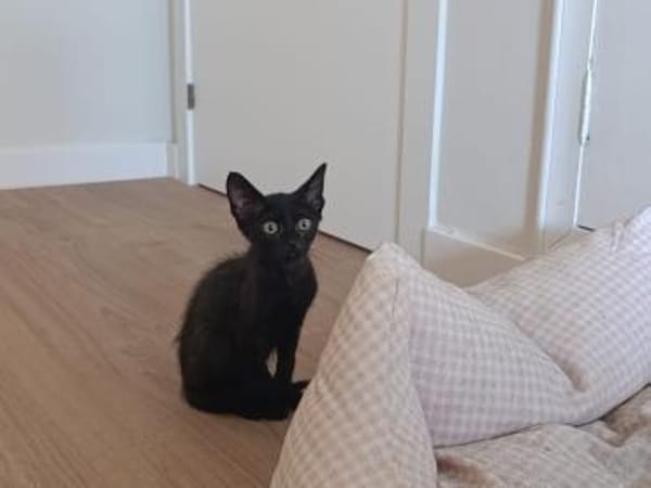 Junge, Kater Seiko & Moltó