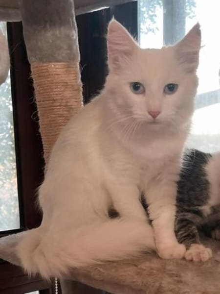 Liebevolle junge Katzen Chiara und Cora