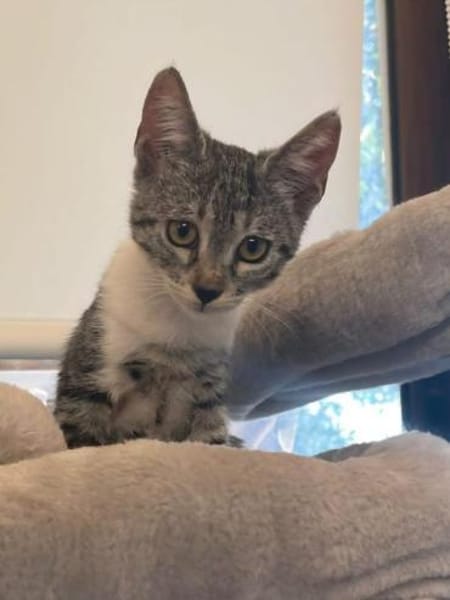 Liebevolle junge Katzen Chiara und Cora