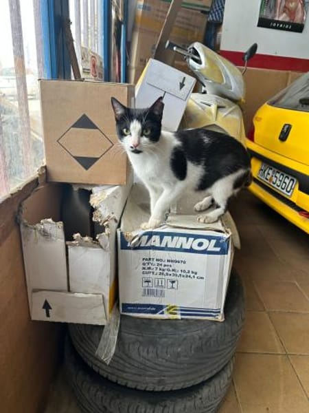 Azrael aus dem Tierschutz