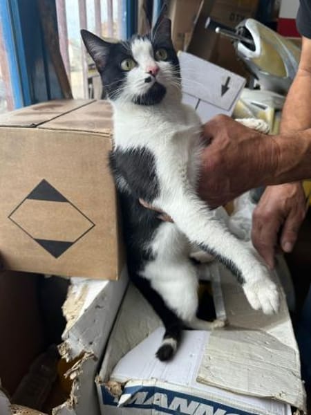 Azrael aus dem Tierschutz